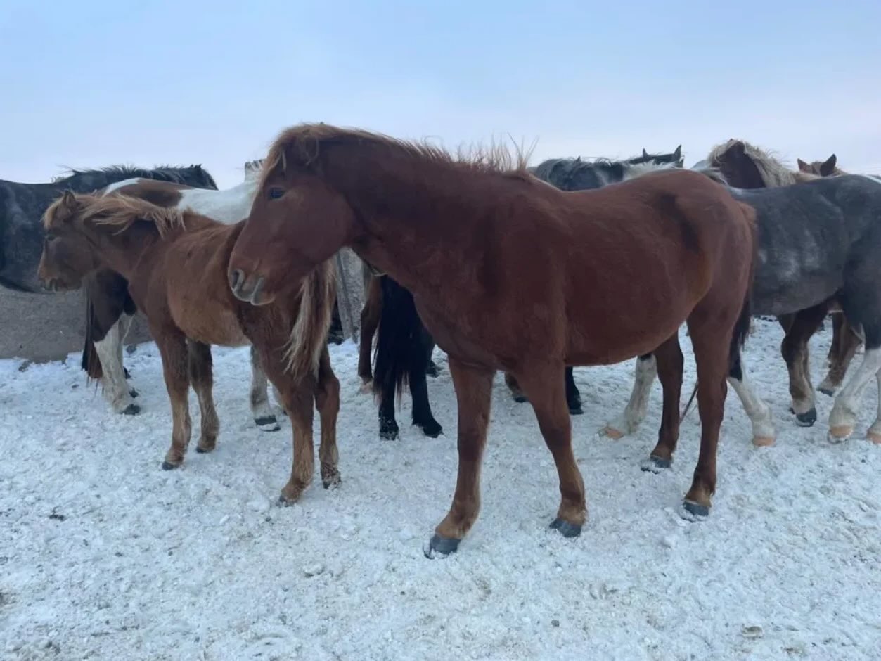 Как сделать улытауский согым мировым брендом